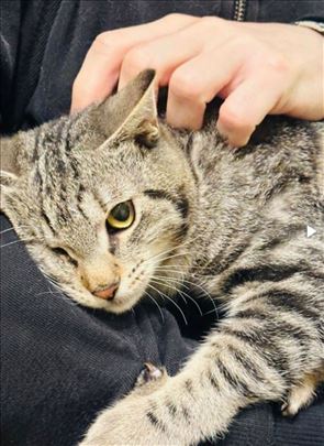 Roki, mazni, sterilisani tigrasti mačak  trazi dom