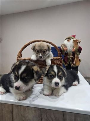 Velški korgi pembrok, štene