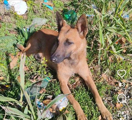 Belgijski ovčar ženka malinoe