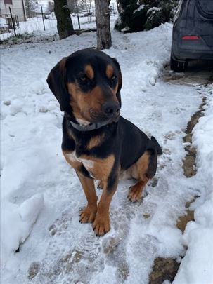 Bole, mešanac erdeljskog goniča traži dom