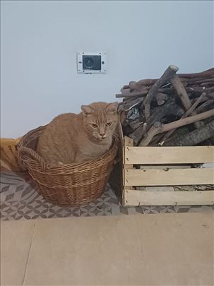 Mešanac, odrasla mačka