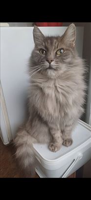 Mešanac, odrasla mačka