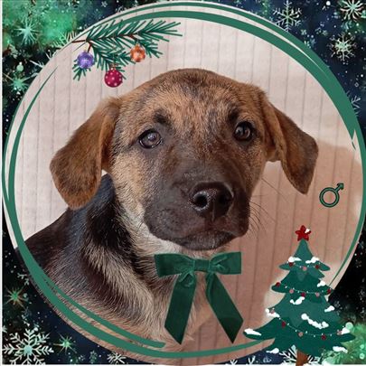 Mešanac, štene na poklon