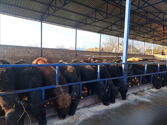 Na prodaju angus telad!