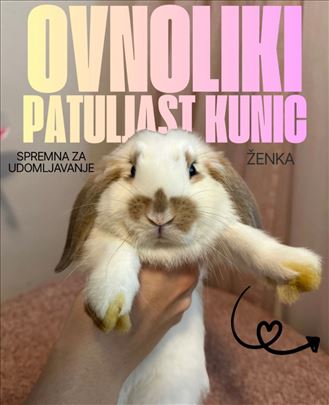 Patuljasti ovnoliki kunić