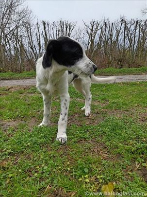 Poklanjam preslatku crno-belu ženku mešanca