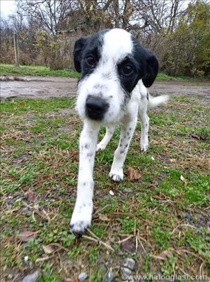 Poklanjam preslatku crno-belu ženku mešanca