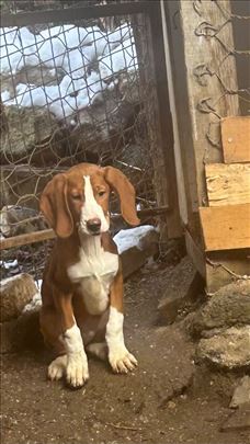 Posavski gonič, štene