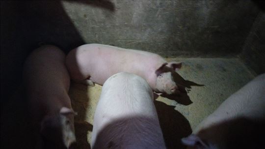 Tovljenici i krmača u ponudi