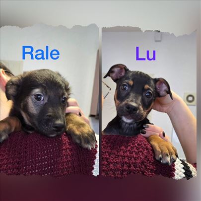 Rale i Lu traže zauvek dom