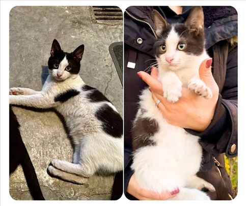 Divno mače – udomljavanje, 4 meseca