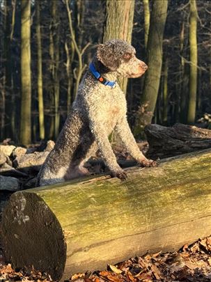 Lagotto romagnolo mužjak za parenje