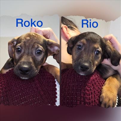 Roko i Rio traže zauvek dom