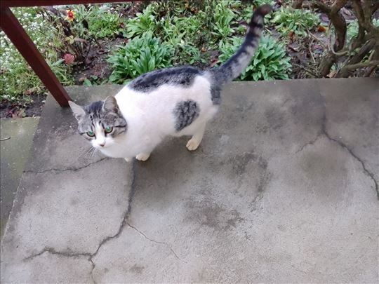 Mešanac, odrasla mačka