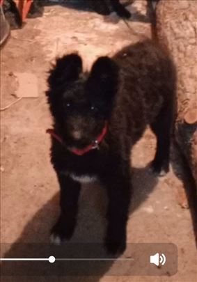 Mila traži stalni dom