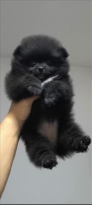 Pomeranac Pomeranci BOO