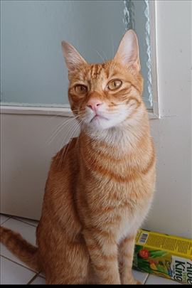 Pronadjen žuti mačkić