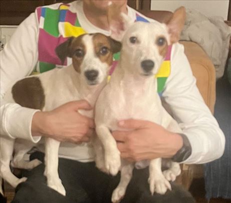 Traži se dom za dva džek rasel terijera