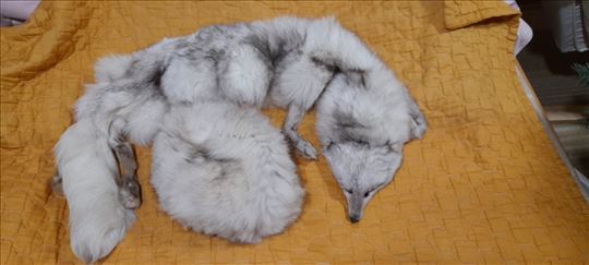 Bela šubara i okovratnik