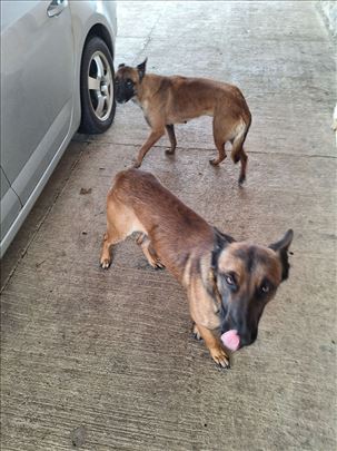 Belgijski ovčar, štene