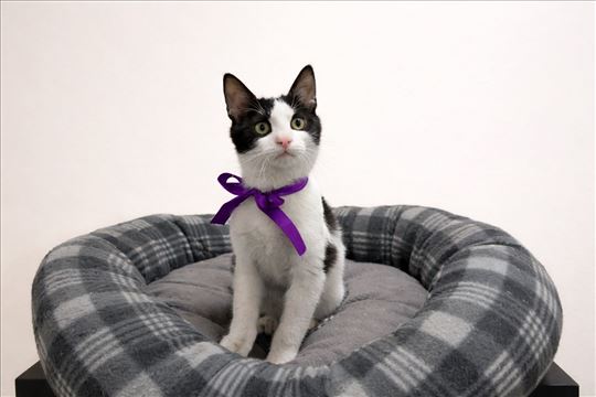 Divno mače – udomljavanje, 4 meseca