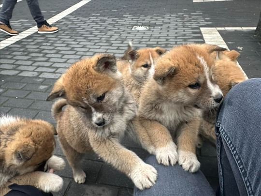 Japanska Akita, štenci