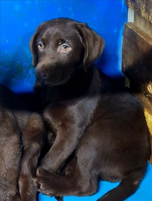 Labrador retriver, štene