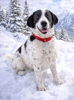 Mešanac, odrastao pas