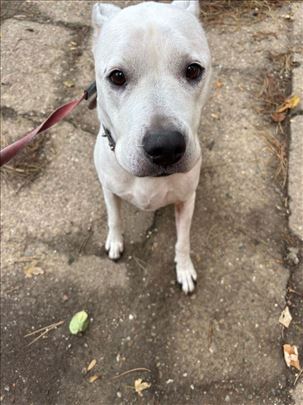 Moj pas Bella rase Bandog trazi novi dom