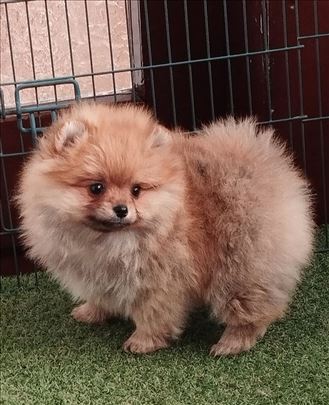 Oranz zenkica ( sa fotografije)