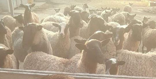 Romanovske Ovce Prodaja