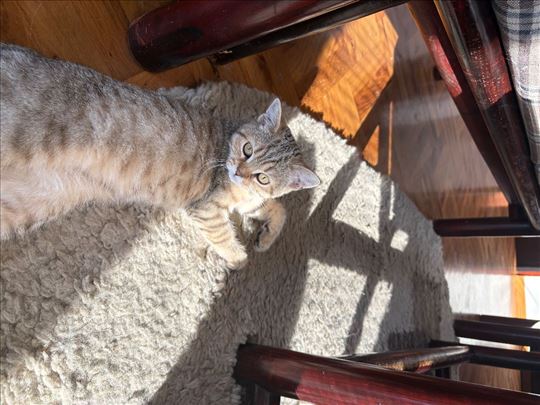 Škotski fold, mače