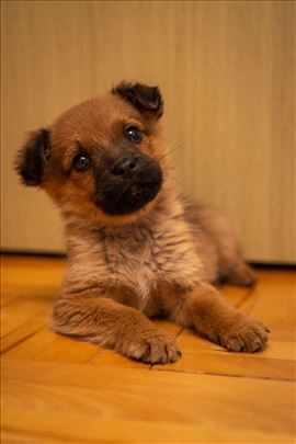 Alek, štene od 2 meseca trazi dom u Bg