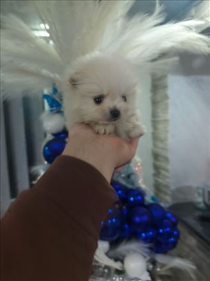 Kuce pomeranskog spica