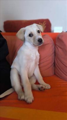 Mali heroj traži dom!