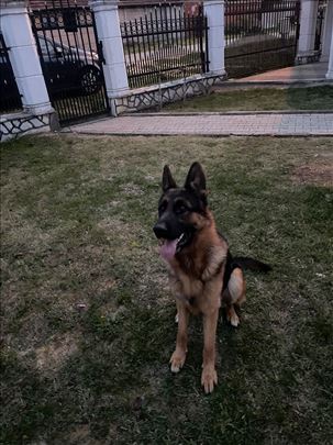 Nemački ovčar, spreman za parenje