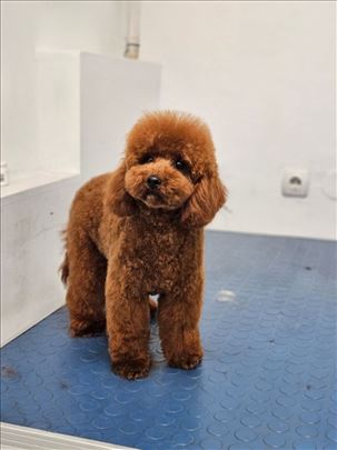 Neodoljive toy i teacup pudle