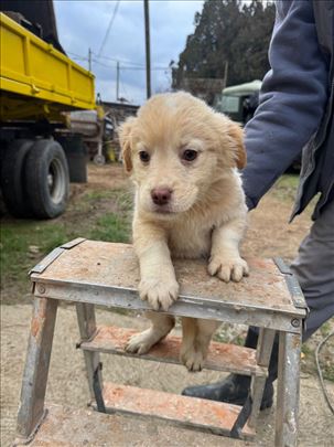 Ove preslatke devojčice traže dom