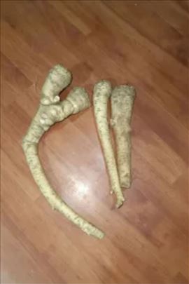 Ren u korenu i sadnice