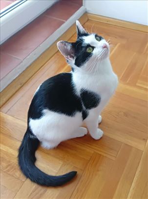 Skviki preslatka traži dom, Subotica