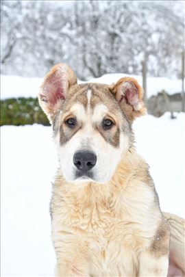 Srednjeazijski ovčar, štenci
