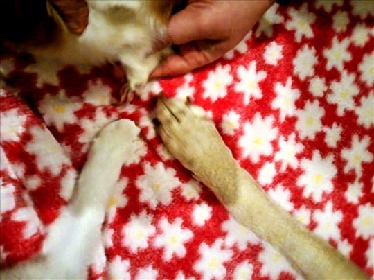 Čuvanje kućnih ljubimaca, pansion Shapamata 