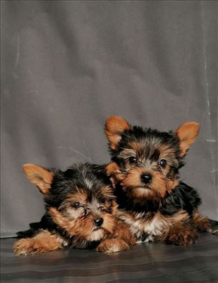 Jorkširski terijer Jorki štenci. 