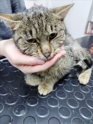 Mešanac, odrasla mačka