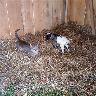 mini kozice,patuljasti jarici