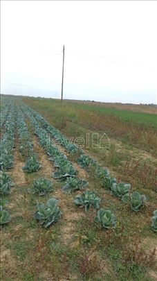 Plac,Futog,Stari Futog,kv: 5990.00, € 230000, ID: 