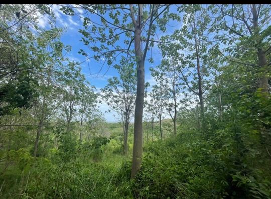 Plac,Sremski Karlovci,Sremski Karlovci,kv: 5347.00