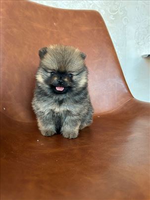 Pomeranac- devojcica