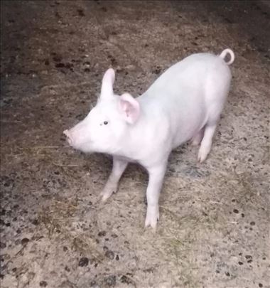 Prasici oko 30kg na prodaju 