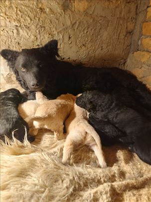 Vojvođanski pulin, štene